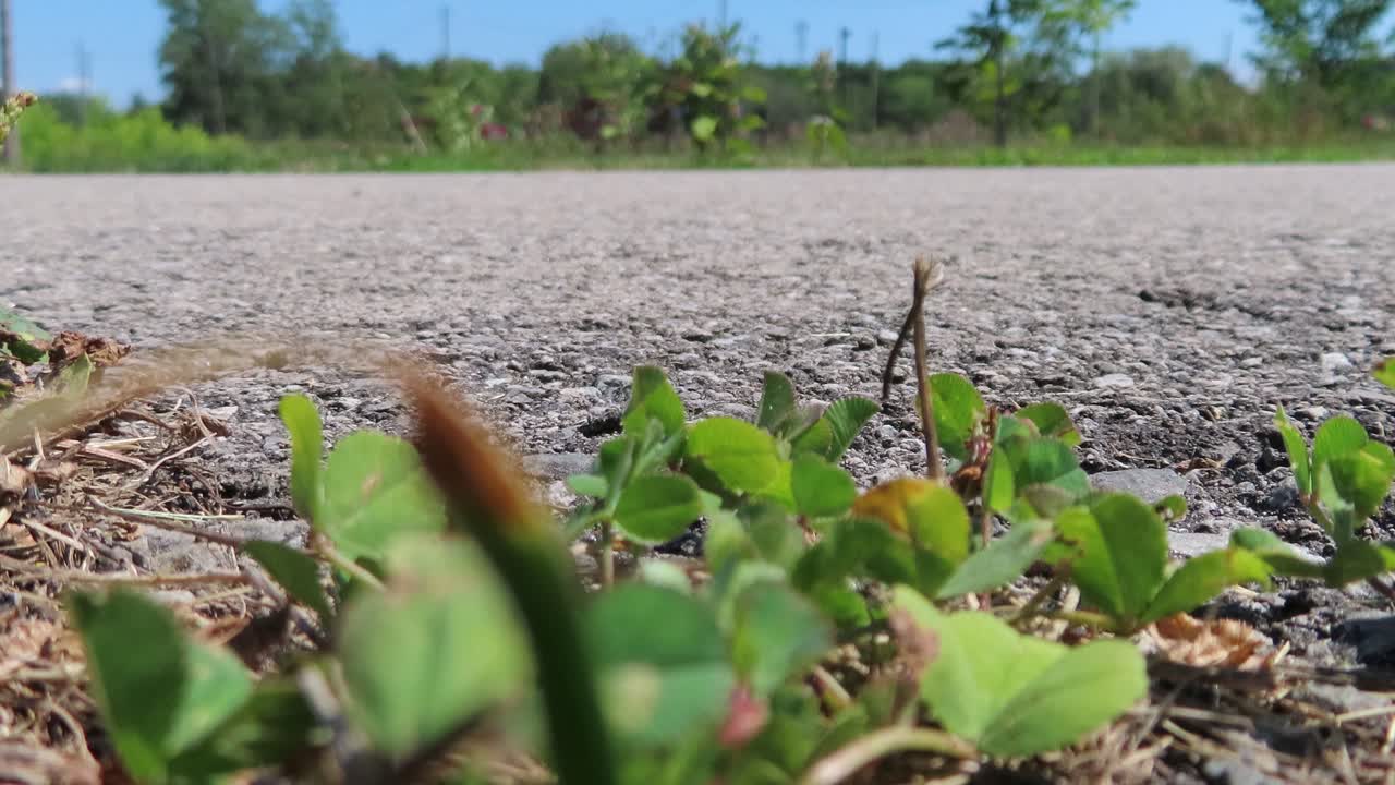 클로버의 전경이 초점에 있는 동안 초점이 맞지 않는 백그라운드에서 스쿠터를 탄 사람