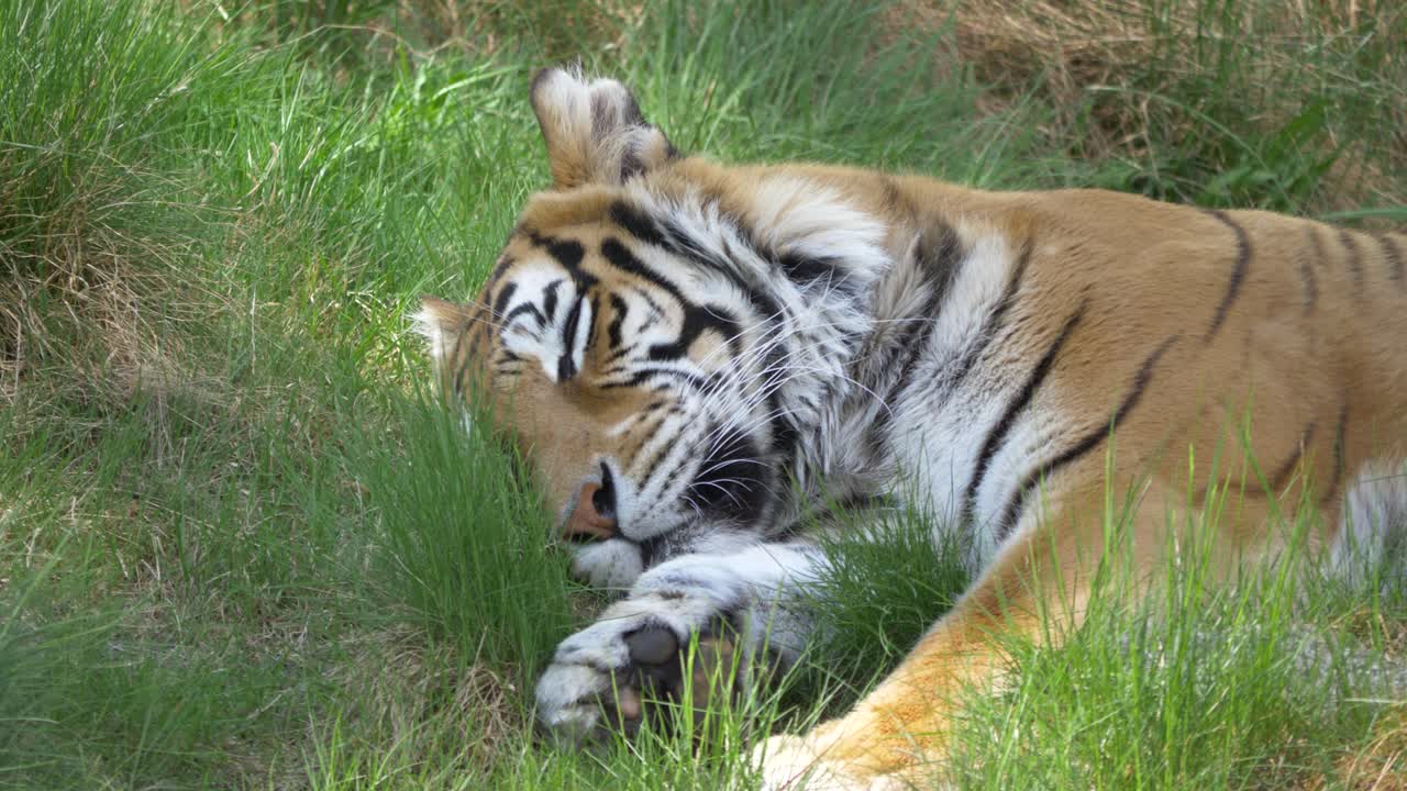 pequeño y soñoliento tigre de bengala dormitando a la sombra en medio de un prado cubierto de hierba