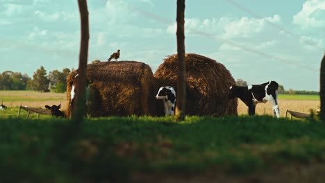 Calfs-relaxing-against-hay-bales,-bird-flys-up-onto-hay-bale