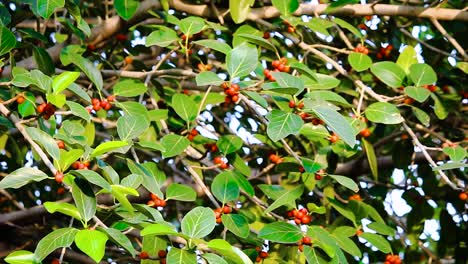 Close-up of tree branch with red berries and bright green leaves swaying in sunlight – perfect for nature, flora or eco concepts.