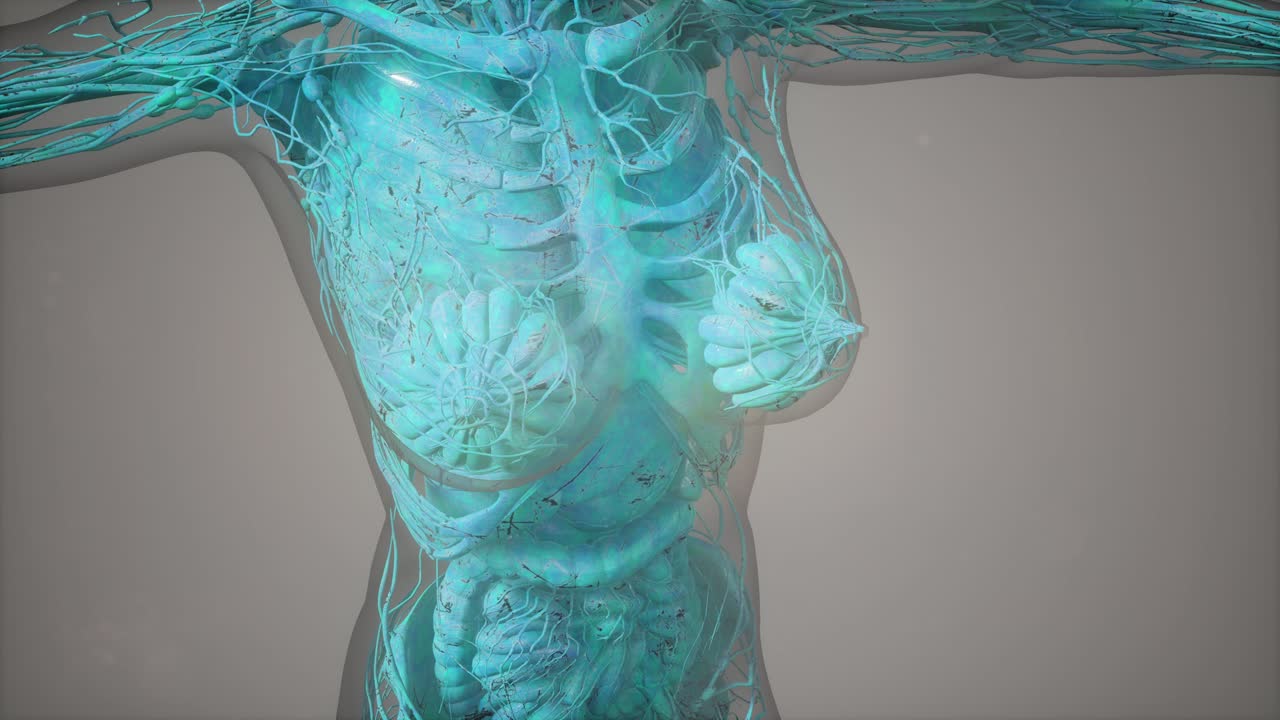 인체의 해부학 단층 촬영 스캔