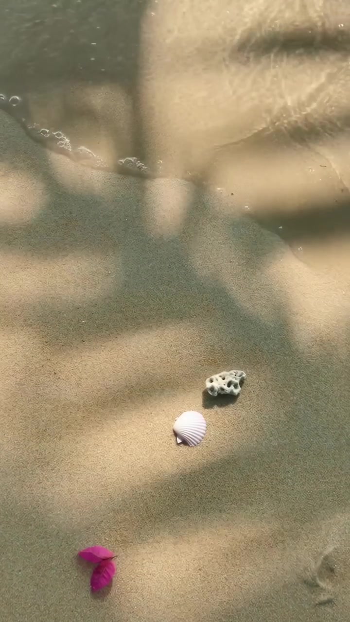 Seashells and Flower Petal on Sandy Beach with Palm Tree Shadow