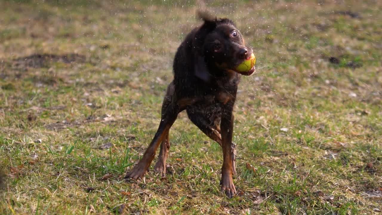 perro marrón se sacude el agua mientras sostiene una bola amarilla