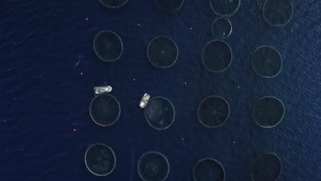 Aerial-view-boat-feeding-fish-fields