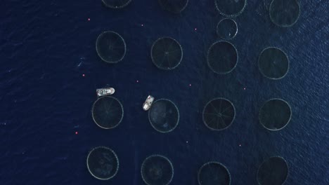 aerial view boat feeding fish fields