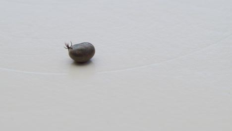 tick laying upside down on a white background, moving legs and arms