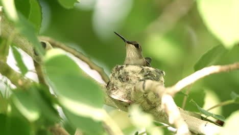 colibrí aterriza en nido rodeado de ramas