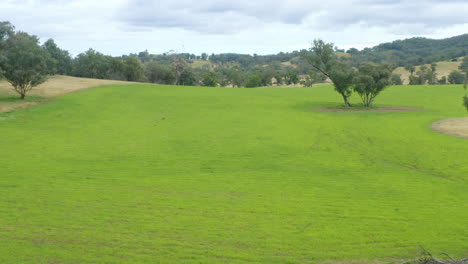 drone aereo 4k sopra la campagna dell'azienda agricola del campo di avena verde, australia