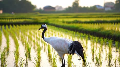 a majestic crane wanders through lush green rice fields, capturing the beauty of nature and tranquility in a serene landscape
