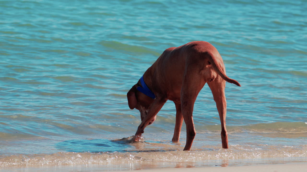 Brown dog walking along the shore and exploring the small waves of the sea
