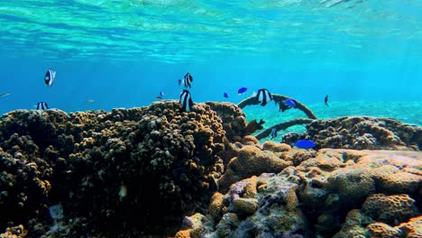 school of colorful reef fish swimming over beautiful coral reefs