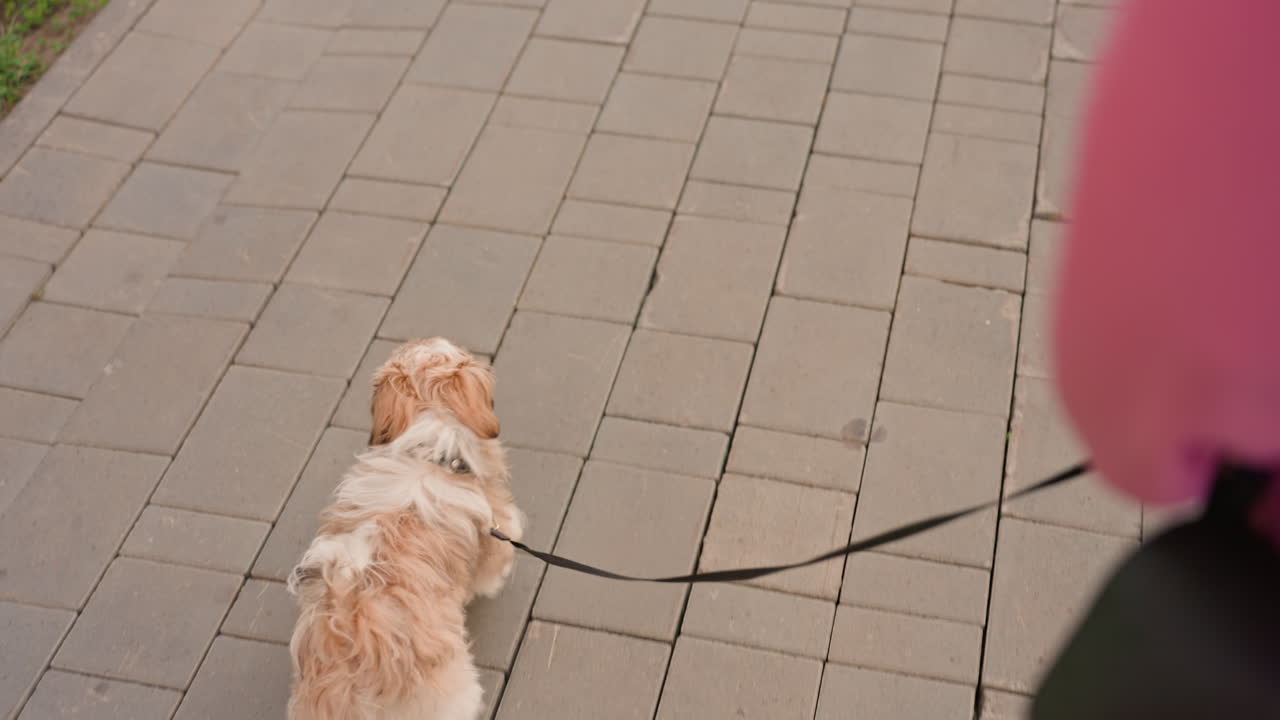 Small Dog Accompanies Woman On City Path, Young Puppy Strolls Alongside Woman Dressed Casually Outdoors, Adorable Puppy Trails Behind Woman In Stylish Summer Attire On City Sidewalk Trail