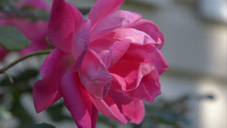 closeup profile view of a pink rose flower on a sunny afternoon