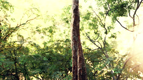 Niebla-En-La-Selva-Tropical-Y-Rayo-De-Sol