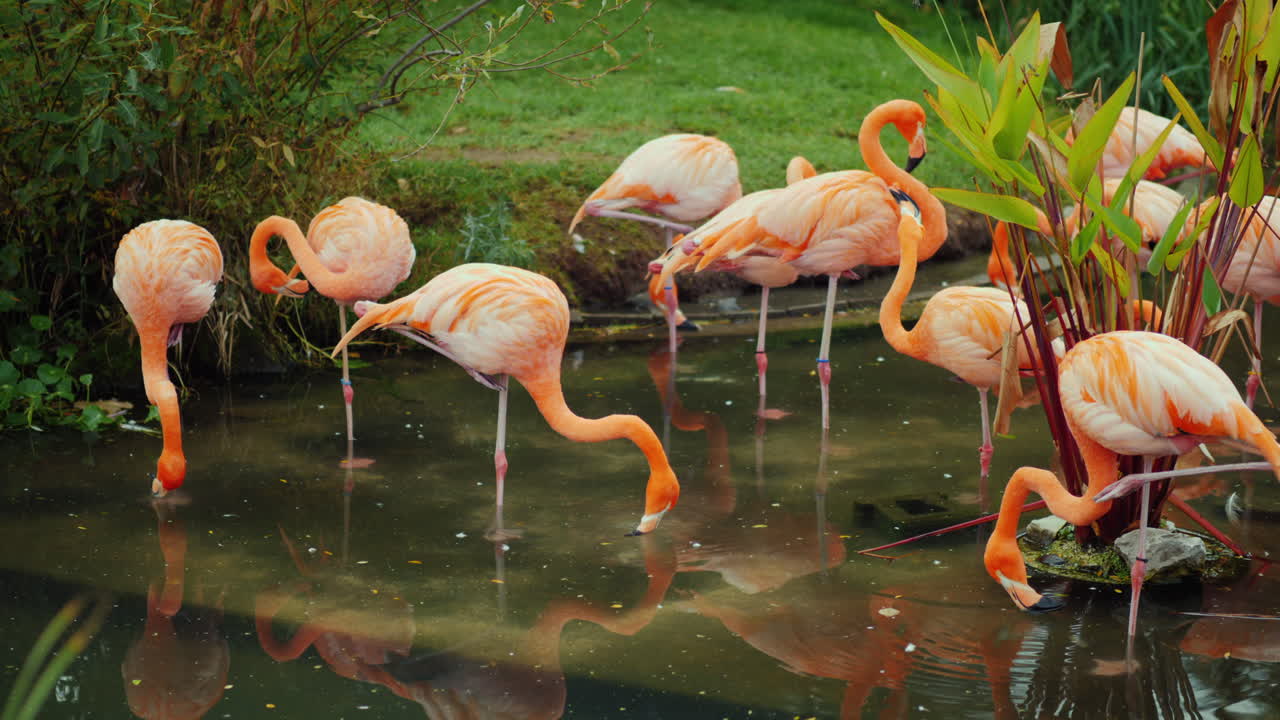 flamencos americanos en un estanque