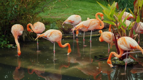 Amerikanische-Flamingos-In-Einem-Teich