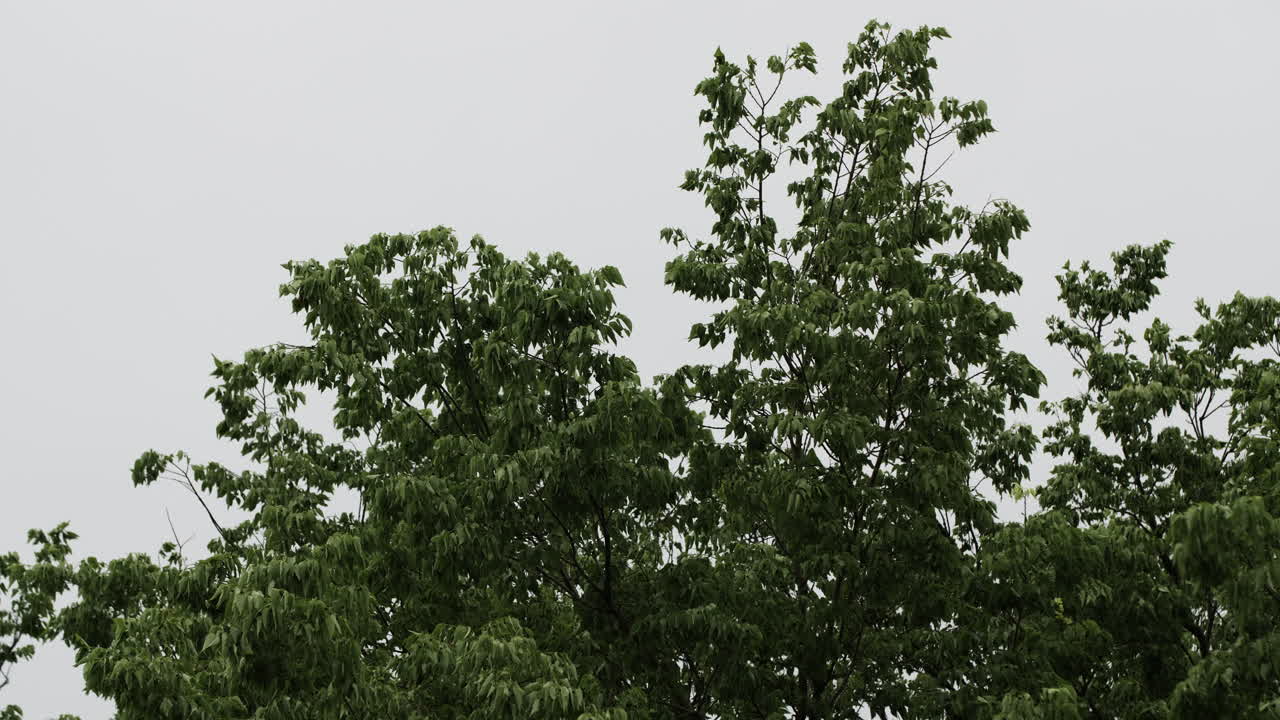 우울하고 회색이며 흐린 하늘을 배경으로 바람에 날리는 나무 위에 있는 나뭇잎과 가지
