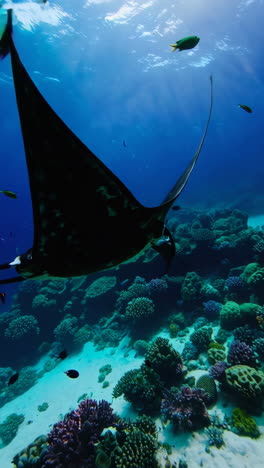 majestic manta ray in a coral reef
