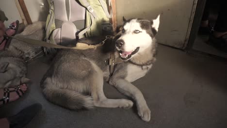 Black-and-white-husky-travel-on-a-train