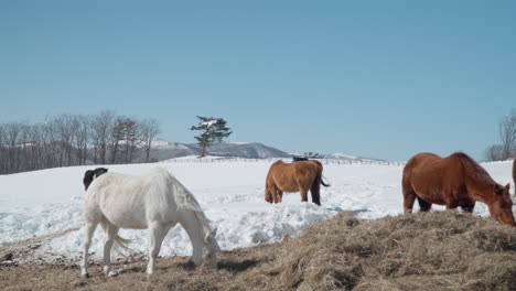 Herd of Horses Grazing Dry Hay in Snow-capped Daegwallyeong Sky Ranch in Winter