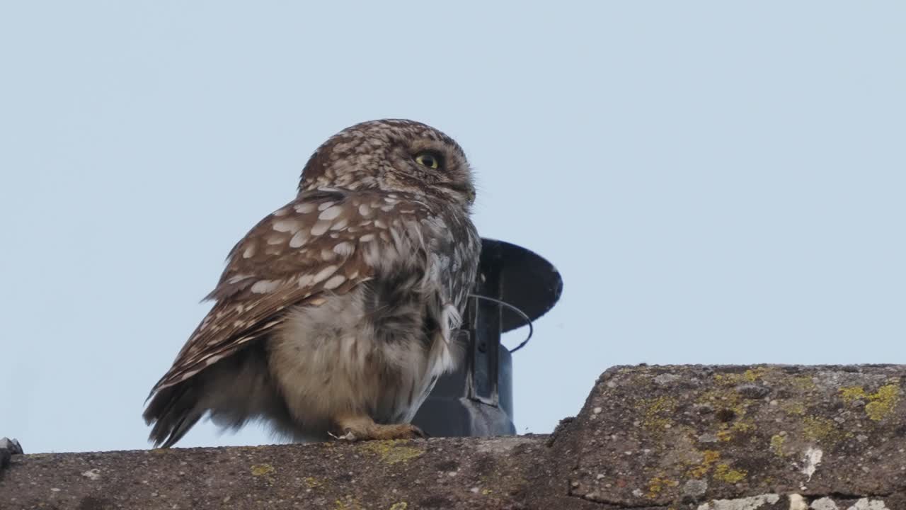 pequeño búho encaramado en el techo al lado de la chimenea mirando alrededor