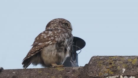 little owl perched on roof beside flue looking around