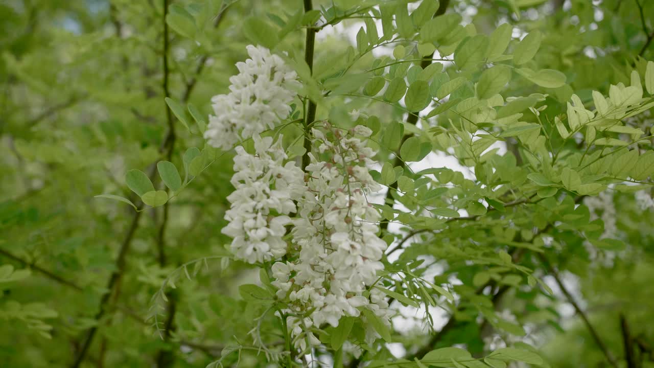 flores blancas florecientes en la rama de un árbol de acacia negra, de cerca