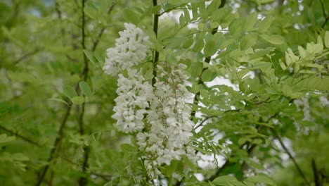 Blooming-white-flowers-on-Black-locust-tree-branch,-close-up