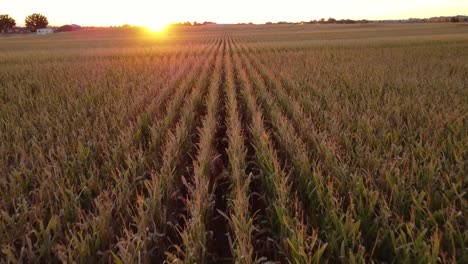 imágenes de video de drones sobre el campo de maíz durante la puesta de sol en otoño