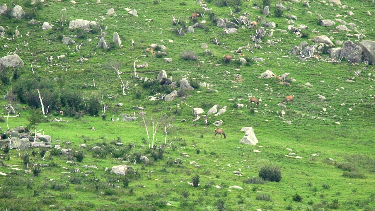 Kayalık Yeşil Bir Yamaçta Otlayan Geyik Sürüsü