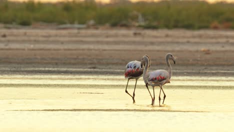 アルゼンチンのアンセヌザ国立公園の日没時の湖のフラミンゴのグループ