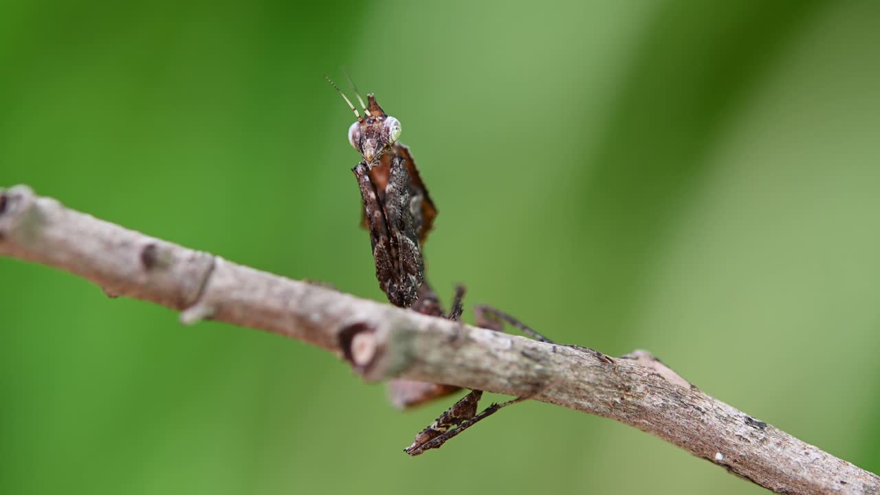 parablepharis kuhlii, 사마귀, 4k 영상