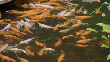 Flock-of-Orange-White-Koi-Fishes-or-Fancy-Carps-Swimming-in-a-Japanese-Clean-Pond