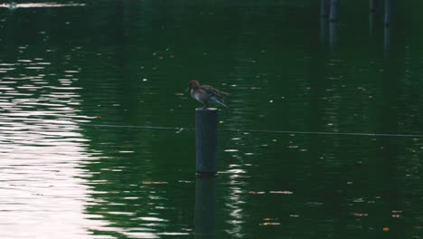 a duck perching on the pole in the pond grooming itself in senzokuike park, tokyo, japan - wide shot