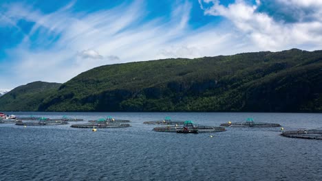 farm salmon fishing