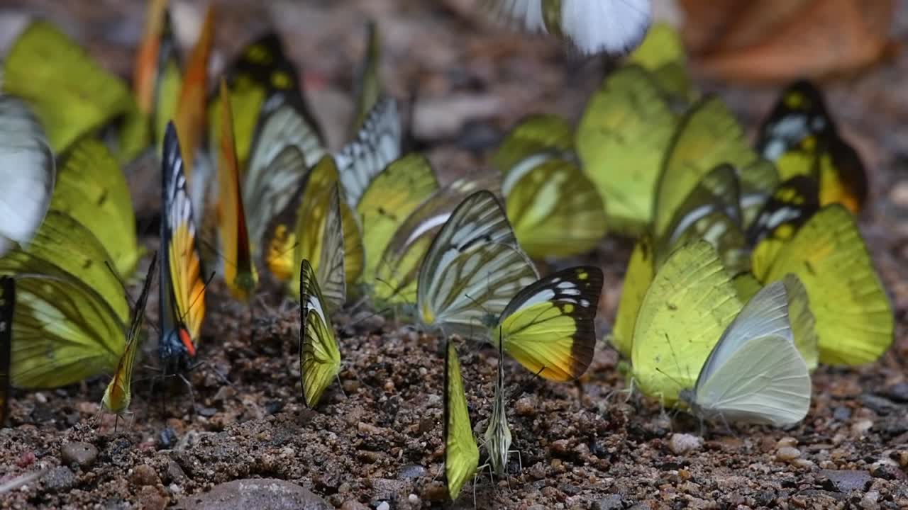 mancha roja diente de sierra prioneris clemanthe, gaviota naranja cepora iudith, ixias pyrene ssp