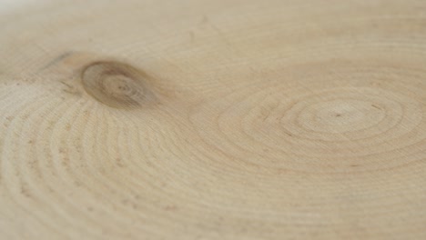 old ash tree rings texture close up. selective focus. wooden circle stump trunk background from top. saw cross section cut tree wood trunk rotation.