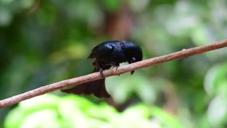 un pájaro negro con plumas iridiscentes que refleja hermosos colores de una fuente de luz y se encuentra en el sudeste asiático