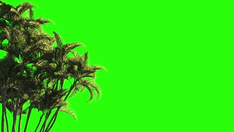 lots of palms on a green background for cutting or keying and compositing.