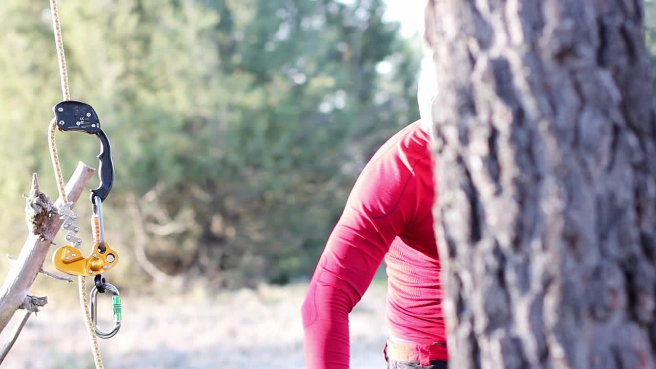 Professional pulley hanging from a pine tree while height trimmer works