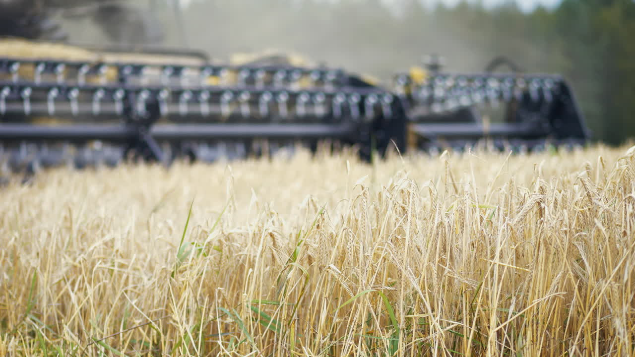 Field of Wheat in focus as modern Combine harvester approaches in blurry background