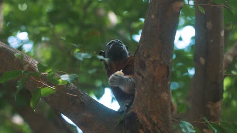 Close-up-shot-of-young-Capuchin-monkey-eating-food-and-sitting-on-tree-branch-during-sunlight