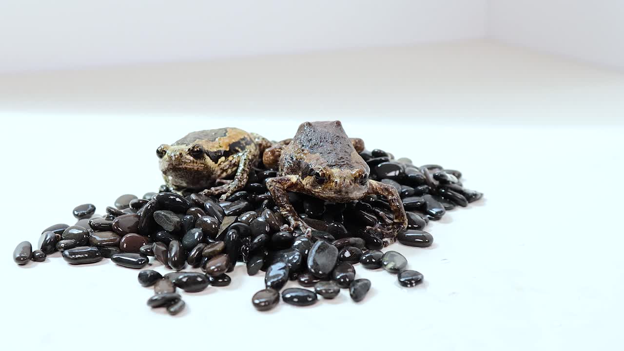 A Thai bullfrog sits on a pile of black beans in a well-lit, minimalistic environment with static camera framing