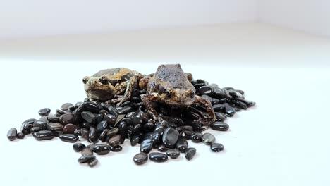 a thai bullfrog sits on a pile of black beans in a well-lit, minimalistic environment with static camera framing