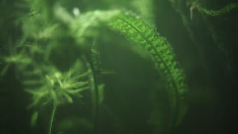 primer plano de una planta submarina, pequeños peces nadando cerca de la planta