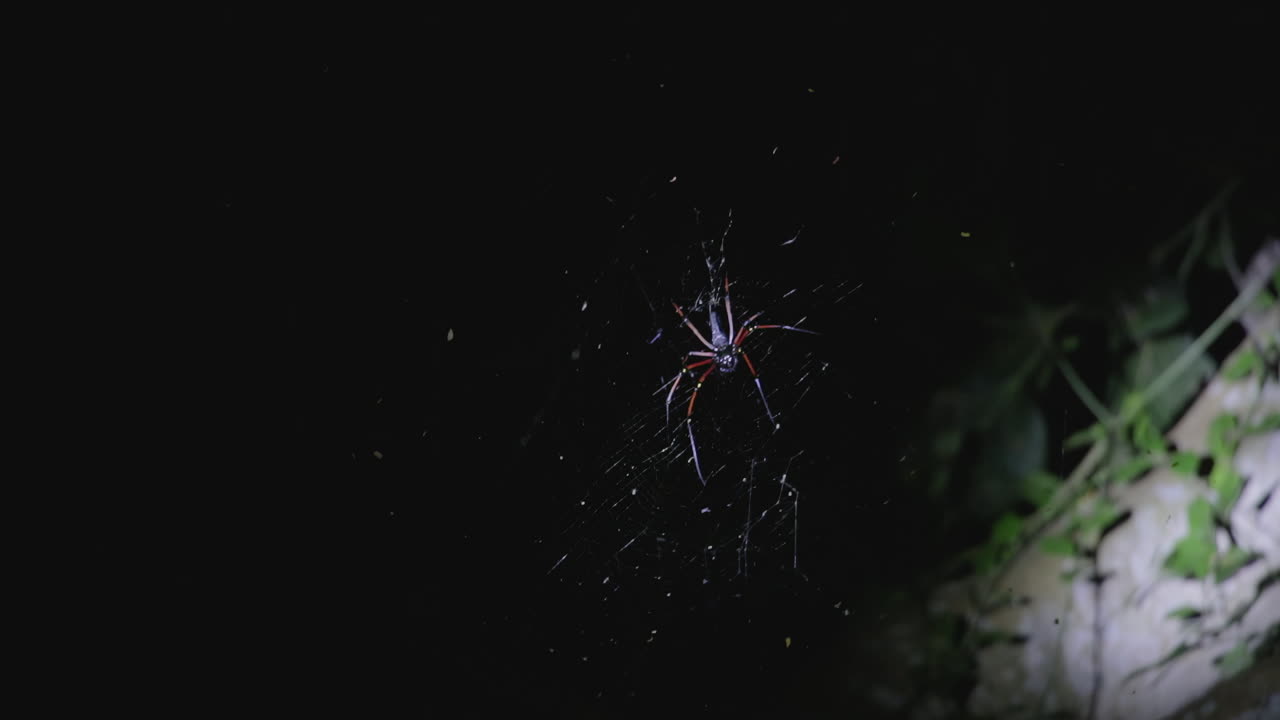 Giant Wood Spider spinning web at night, Nagarahole Forest, India