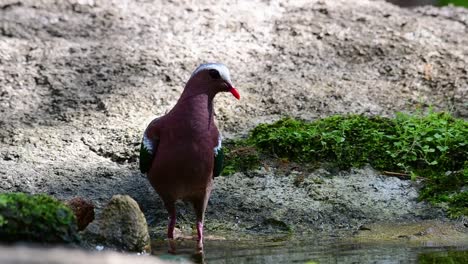 Common-Emerald-Dove-grooming-after-a-bath-in-the-forest-during-a-hot-day,-Chalcophaps-indica,-in-Slow-Motion