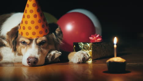 Portrait-Of-A-Cute-Birthday-Dog-In-A-Cap-Near-Balloons