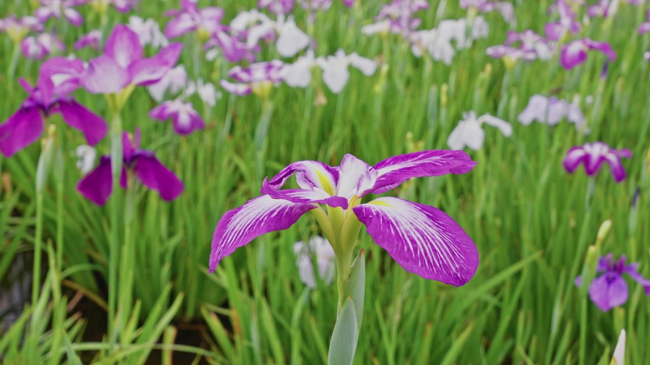 Kedalaman bidang yang dangkal mengisolasi satu bunga iris magenta dan putih yang cerah, dengan latar belakang buram lembut bunga ungu dan putih