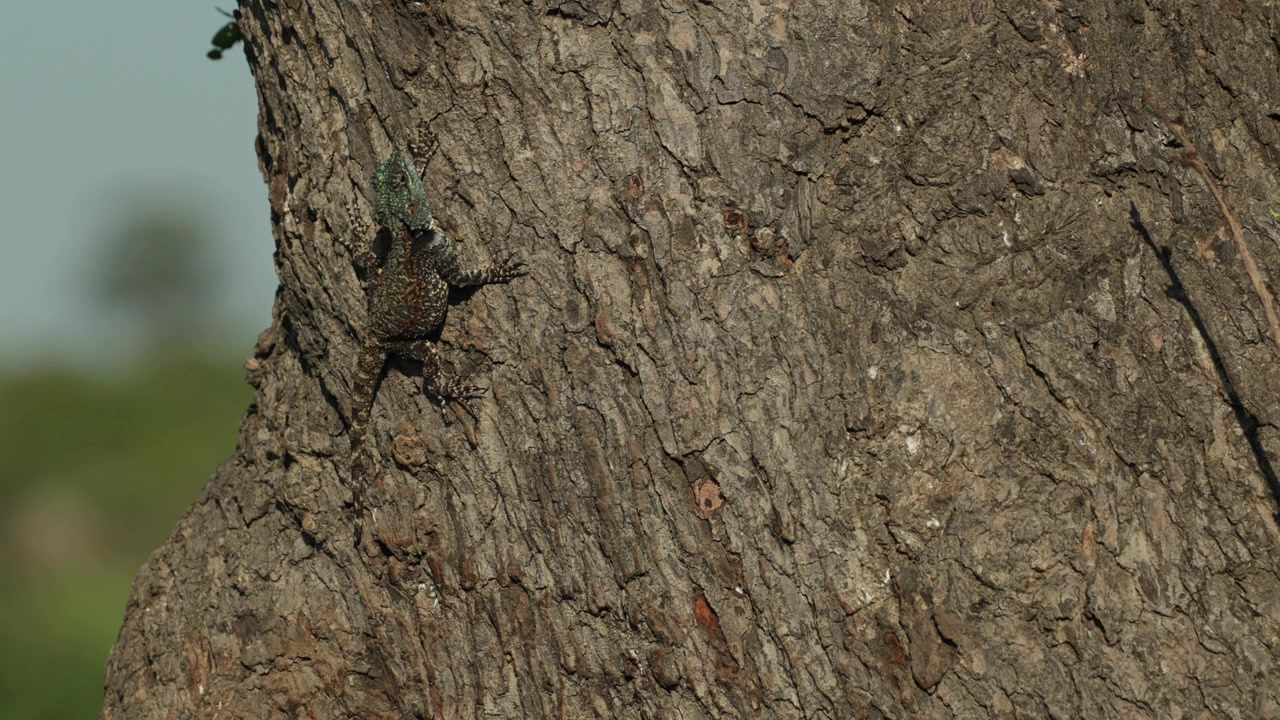 A Southern Tree Agama hanging camouflaged on a huge tree trunk to soak up the warmth of the sun, Kruger National Park.